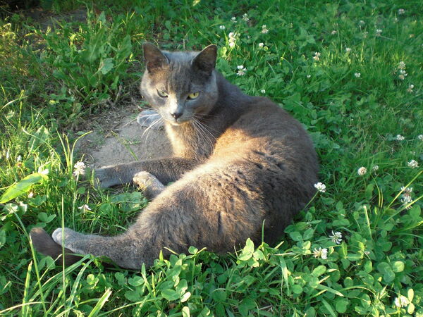Eine entspannte Russisch Blau Katze liegt im grünen Gras und genießt die warme Sonne.