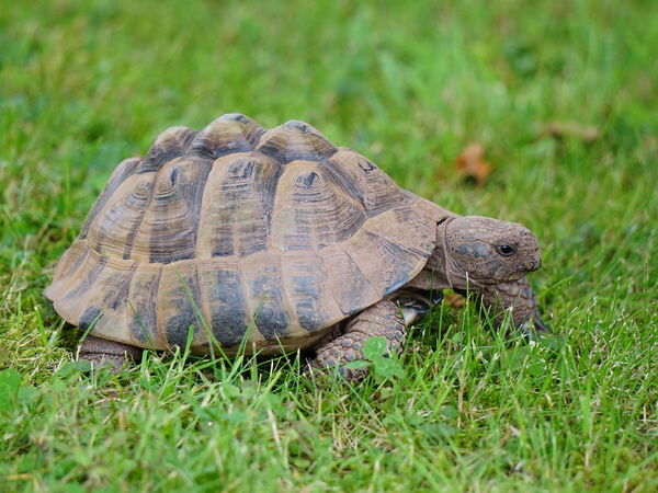 Eine Schildkröte kriecht gemächlich über eine grüne Wiese.