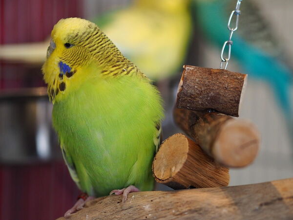 Ein grüner Wellensittich sitzt auf einem Ast und ruht sich aus, während ein anderer im Hintergrund sichtbar ist.