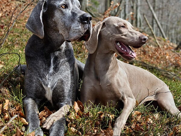 Zwei Hunde liegen entspannt im herbstlichen Wald auf einer mit Laub bedeckten Lichtung.