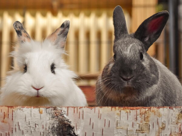 Zwei Kaninchen, eines weiß und eines grau, sitzen neugierig hinter einem rustikalen Holzzaun im Raum.