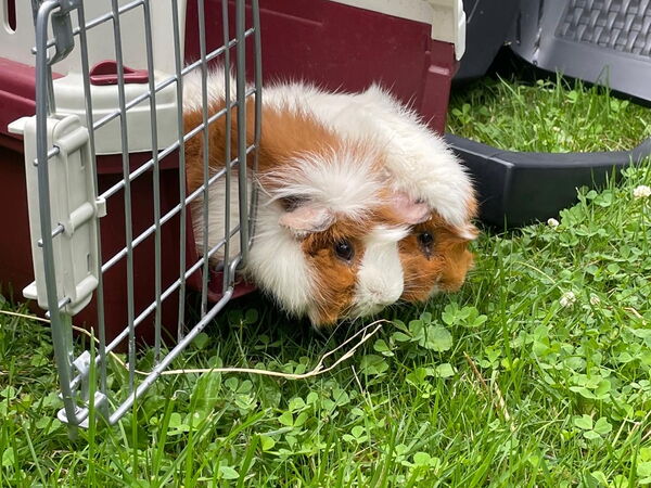 Ein Meerschweinchen schaut neugierig aus einer Transportbox auf eine grüne Wiese.