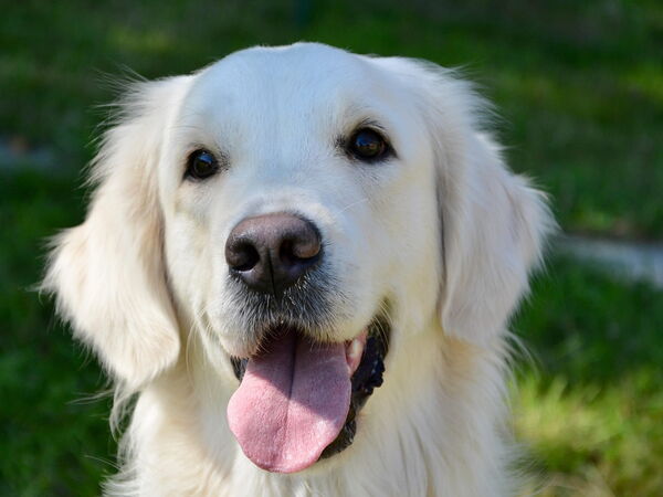 Ein fröhlicher Golden Retriever sitzt im grünen Gras und streckt die Zunge heraus.