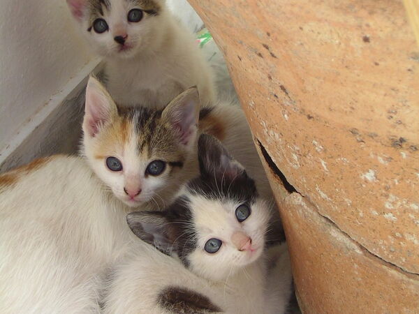 Drei neugierige Kätzchen kuscheln sich neben einem großen Terrakotta-Topf aneinander.