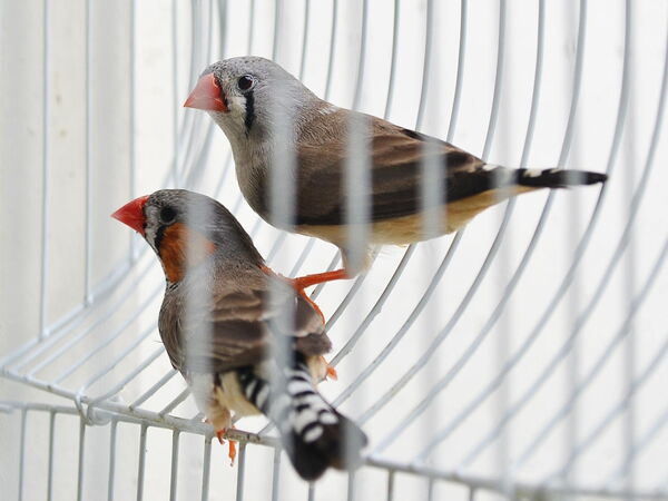 Zwei lebhafte Finken sitzen aufmerksam nebeneinander in einem hellen Vogelkäfig.