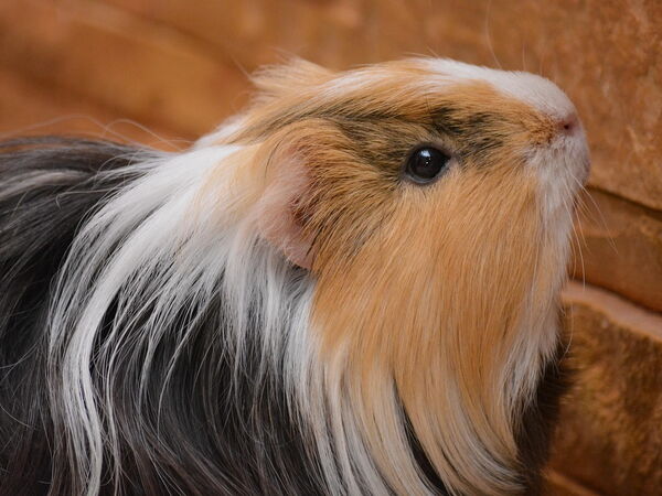 Ein Meerschweinchen mit langem, mehrfarbigem Fell schaut neugierig in Richtung einer braunen Ziegelwand.