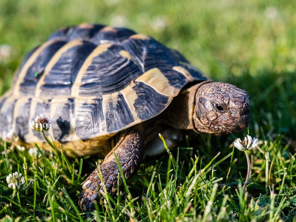 Eine Schildkröte kriecht langsam über eine grüne Wiese, umgeben von kleinen weißen Blumen.
