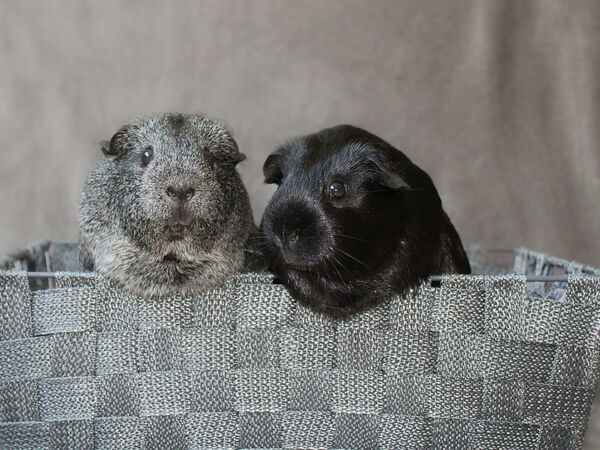 Zwei Meerschweinchen sitzen neugierig in einem grauen Korb und blicken in die Kamera.