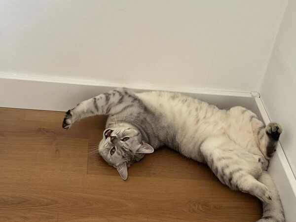 Eine gestreifte Katze liegt entspannt auf dem Holzboden und streckt sich nahe einer weißen Wand.