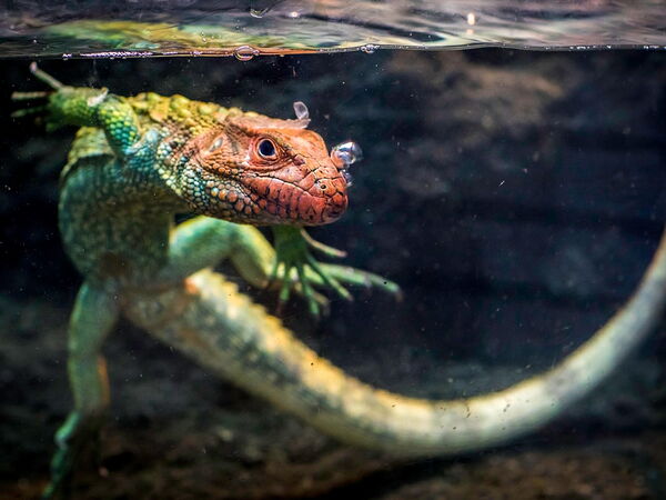 Ein Kaimanmolch schwimmt unter Wasser, wobei Luftblasen von seiner bunten Haut aufsteigen.