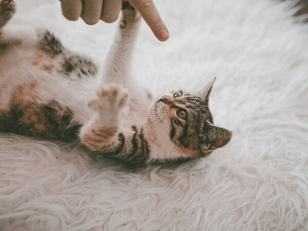 Eine getigerte Katze liegt auf einem flauschigen Teppich und spielt neugierig mit einem ausgestreckten Finger.