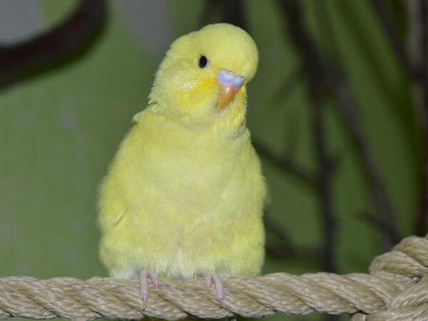 Ein gelber Wellensittich sitzt aufmerksam auf einem Seil vor einem verschwommenen grünen Hintergrund.