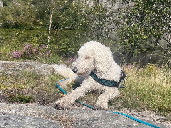 Ein weißer Pudel ruht sich auf einem felsigen Gelände inmitten einer malerischen Berglandschaft aus.
